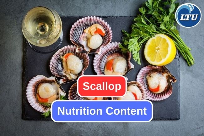 Learn What are Nutritional Content in Scallop
